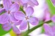 lilac flower lilac flower