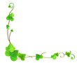 Vines