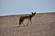Black-backed Jackal (Canis mesomelas)