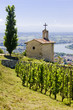 grand cru vineyard, L´Hermitage, Rhône-Alpes, France grand cru vineyard, L´Hermitage, Rhône-Alpes, France