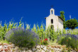 grand cru vineyard and, L´Hermitage, Rhône-Alpes, France grand cru vineyard and, L´Hermitage, Rhône-Alpes, France