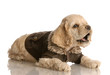 cocker spaniel puppy wearing brown leather jacket