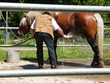 Cooling the Cart Horse