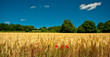 Blés et coquelicots, Haute-Saône
