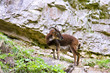 Mountain Goat