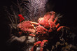 Channel Clinging Crab, Roatan, Honduras