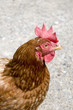 Brown Hen