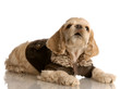 cocker spaniel puppy wearing brown leather jacket
