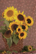 Photo: Sonnenblumen Sonnenblumen