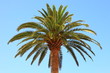 Kanarische Dattelpalme,Phoenix canariensis,Mallorca,Spanien Kanarische Dattelpalme,Phoenix canariensis,Mallorca,Spanien