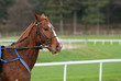 cheval de course