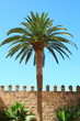 Kanarische Dattelpalme,Phoenix canariensis,Mallorca,Spanien Kanarische Dattelpalme,Phoenix canariensis,Mallorca,Spanien