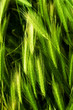 barley