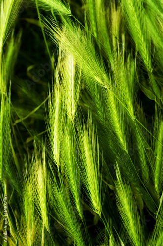Foto: barley barley