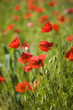 poppy
