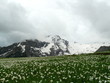 montagnes enneigée et champs de fleurs 300509110 montagnes enneigée et champs de fleurs 300509110