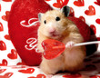 Valentine's syrian hamster with heart-shaped lollipop