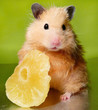 Syrian hamster posing with dried Pineapple