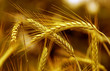golden wheat golden wheat