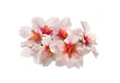Almond tree pink flowers.
