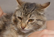 kitten