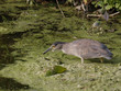 black crowned night heron