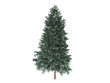 Spruce_(Picea_abies)