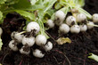 white radish