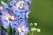 Blume