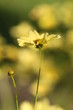 Blüte