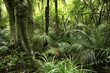 Tropical forest