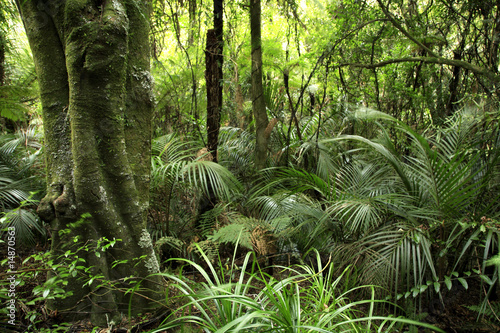 Photo: Tropical forest Tropical forest