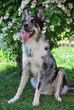Husky-Mischling