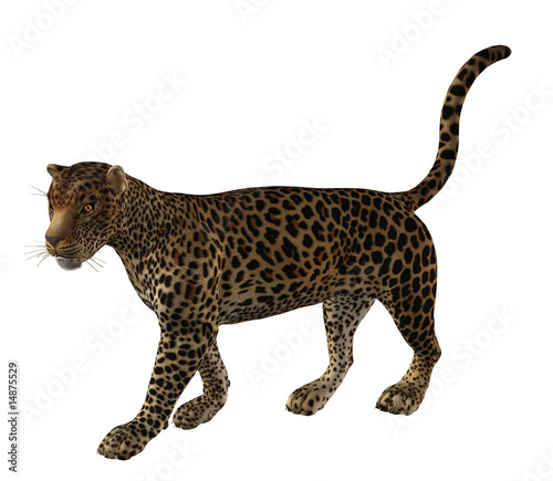 Illustration: Jaguar Walking Jaguar Walking