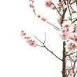 Almond tree pink flowers. Almond tree pink flowers.