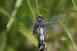 Orthetrum posé