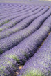 Provance lavander field