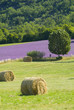 Provance lavander field