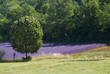 Provance lavander field