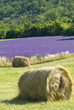 Provance lavander field