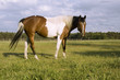 Painthorse auf der Weide