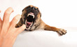 bad dog bad dog