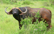 African Buffalo