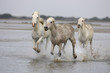 Chevaux de Camargue