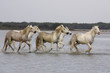 Chevaux de Camargue