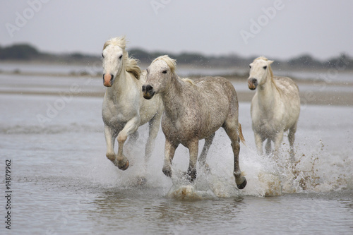 Photo: Chevaux de Camargue Chevaux de Camargue