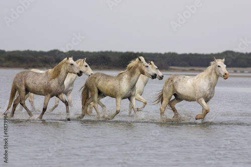 Photo: Chevaux de Camargue Chevaux de Camargue