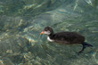 Jungvogel