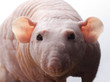 Close-up of hairless rat