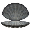 Large Sea Shell